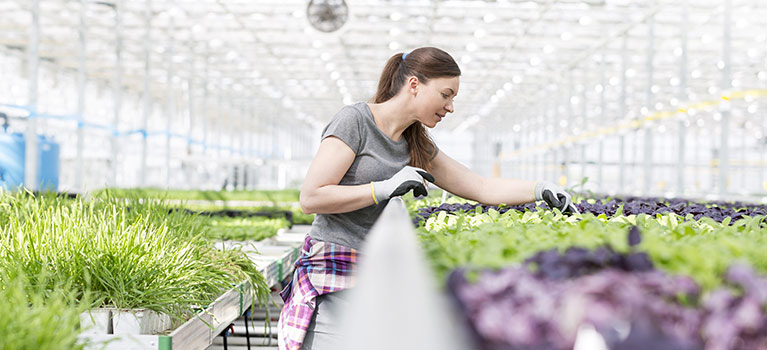 Woman working in greenhouse